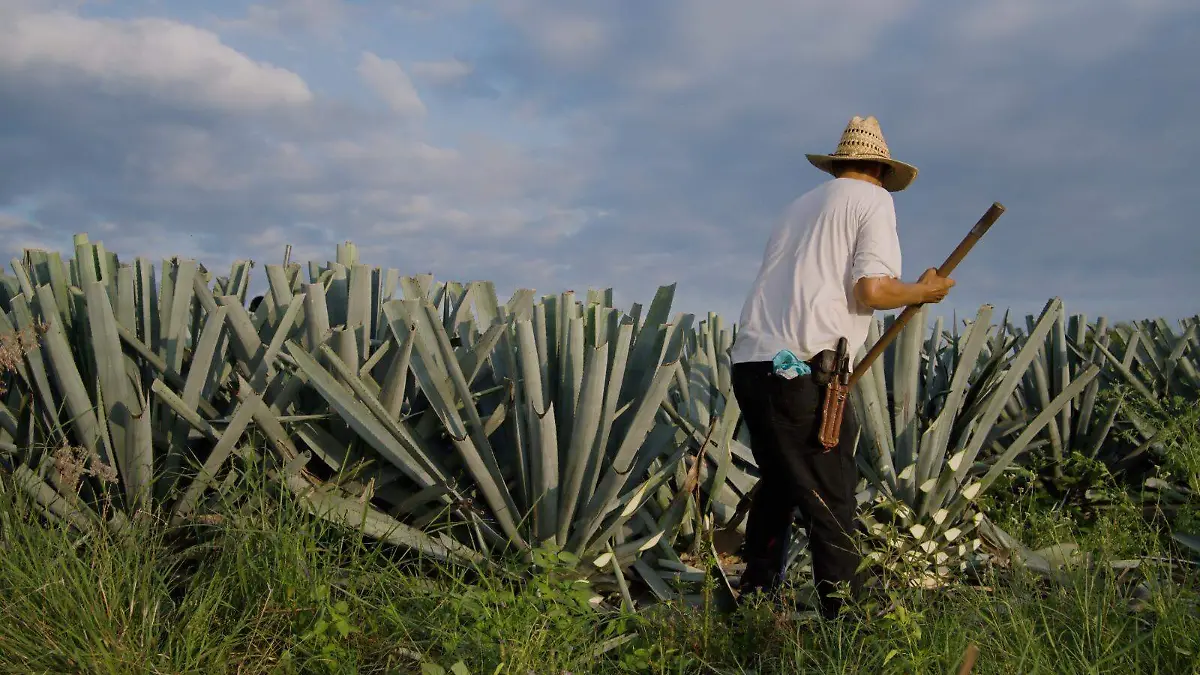 Cortesía agave (4)